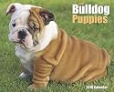 Just Bulldog Puppies 2010 Calendar