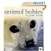 Animal Babies in Polar Lands