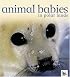 Animal Babies in Polar Lands (Animal Babies)