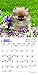 Pomeranian Puppies - 2016 Mini Wall Calendar 7 x 7in