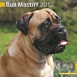 Bull Mastiff 2012 Wall Calendar #10113-12