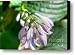 Blue Angel Hosta Buds Canvas Print / Canvas Art - Artist David Bearden