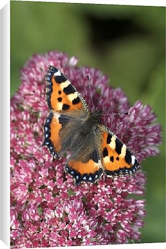 Canvas Prints of Butterfly from Country Life 