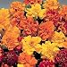 MARIGOLD - Safari mix - 60 garden flower seeds