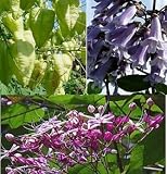 Eigenschaften tropical.garden  / Paket Nr. 27 / 3x verschiedene Bäume (5K Japan. Losbaum, 10K Lampionbaum, 100K Chines. Blauglockenbaum)
