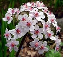 Hardy Umbrella Plant - Darmera peltata - POTTED - Moist