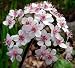 Hardy Umbrella Plant - Darmera peltata - POTTED - Moist