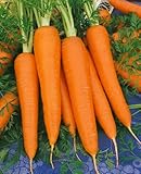 IMAGE OF Royal Chantenay Carrot Seeds - Daucus Carota Var. Sativus - 1 Grams - Approx 600 Gardening Seeds - Vegetable Garden Seed