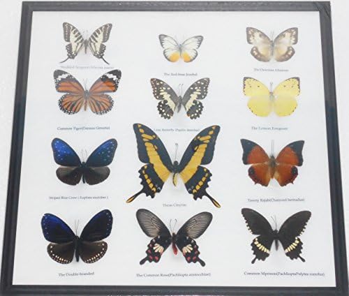 REAL 12 Mix Butterflies in frame for Sale Wall Decor Collectible Display Insect Taxidermy Extra THOAS CINYRAS