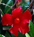 Red Brazilian Jasmine Plant - Indoors/Out - Mandevilla