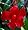 Red Brazilian Jasmine Plant - Indoors/Out - Mandevilla