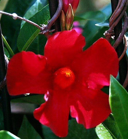 Red Brazilian Jasmine Plant - Indoors/Out - Mandevilla