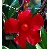 Red Brazilian Jasmine Plant - Indoors/Out - Mandevilla - 4" Pot