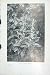1919 Flowers Foxglove Digitalis Purpurea Photograph