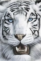 White Siberian Tiger - Nature Poster (Size: 24" x 36")