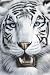 White Siberian Tiger - Nature Poster (Size: 24" x 36")
