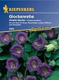 Eigenschaften Kiepenkerl - Blumen-Saatgut  / Cobaea scandens Glockenrebe violett