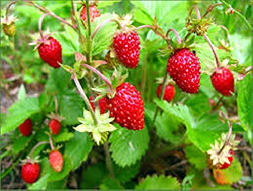 Seeds Wild Strawberries Baron Solemakher Organic Natural Heirloom Seed