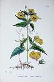 Botany Plants C1902 Ciliated Loosestrife Flowers Colour