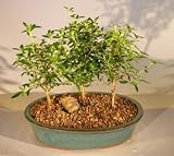 Bonsai Boy's Flowering White Serissa Bonsai Tree Bonsai Tree of a Thousand Stars - Three Tree Forest Group serissa japonica