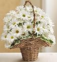 Flowers & Gifts - basket full of daisies for sympathy