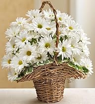Flowers & Gifts - basket full of daisies - Large