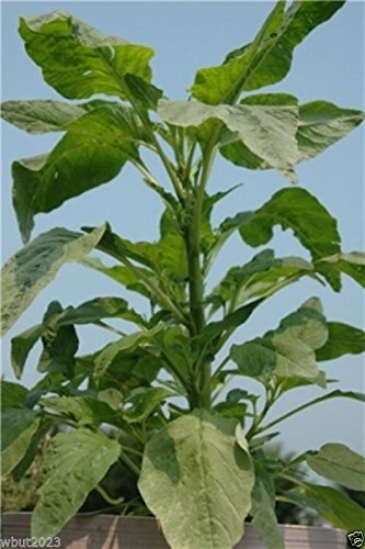 Jamaican CALLALOO SEEDS, (Edible Amaranth) Real Jamaican Organic Heirloom Jamaican CALLALOO SEEDS, (Edible Amaranth) Real Jamaican Organic Heirloom