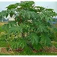 Giant Zanzibar Castor Seeds Ricinus