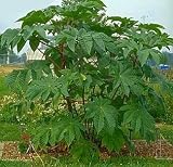 Giant Zanzibar Castor Bean 7 Seeds -Ricinus- Green Leaf