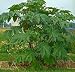Giant Zanzibar Castor Bean 7 Seeds -Ricinus- Green Leaf - FREE SHIPPING ON ADDITIONAL HIRTS SEEDS ORDERED &amp; PAID WITH ONE PAYMENT!