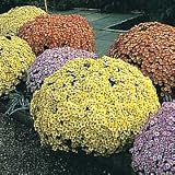 Outdoor Living : Chrysanthemum Dwarf Charm Fashion Mixed
