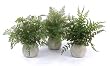 Pack of 3 Garden Getaway Potted Artificial Fern Plants 14"