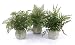 Pack of 3 Garden Getaway Potted Artificial Fern Plants 14"