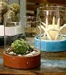 Glass Hurricane Centerpiece Terrarium with Terra Cotta Ceramic Base