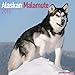 Alaskan Malamute Calendar - Just Alaskan Malamutes Calendar - 2015 Wall calendars - Dog Calendars - Monthly Wall Calendar by Avonside
