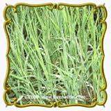 1 Lb Rice Cut Grass (Leersia oryzoides) Bulk Seeds