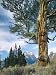 Cluster of Limber Pines Grow in Midst of Field in Front of Cathedral Group Mountains Photographic Poster Print by Jeff Foott, 18x24