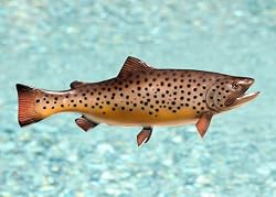 Taxidermy Quality 13" Fiberglass Brown Trout Wall Mount