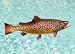 Taxidermy Quality 13" Fiberglass Brown Trout Wall Mount