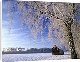IMAGE OF Canvas Prints of Birch and hut, frost covered birch tree and hut in winter from Ardea Wildlife Pets