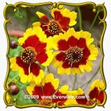 1 Oz Plains Coreopsis (Coreopsis tinctoria) Bulk Wildflower Seeds