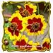 1 Oz Plains Coreopsis (Coreopsis tinctoria) Bulk Wildflower Seeds