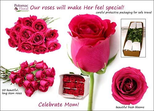 Fresh Flowers - Two Dozen Pink Roses