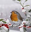 Holly Branch Robin Luxury Christmas Cards Pack