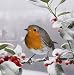 Holly Branch Robin Luxury Christmas Cards Pack