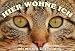 Garten & Freizeit : Metall - Warnschild, Schild Katze, Hauskatze getigert
