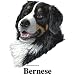 Bernese Mountain Dog Cordial - Shot Glass