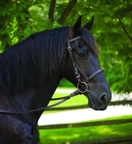 Perri's Leather American Made Leather Bridle