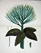 1945 Antique Print collection from Sowerby English Botany 1902, on a CD