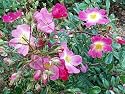 OSO Easy Fragrant Spreader Rose